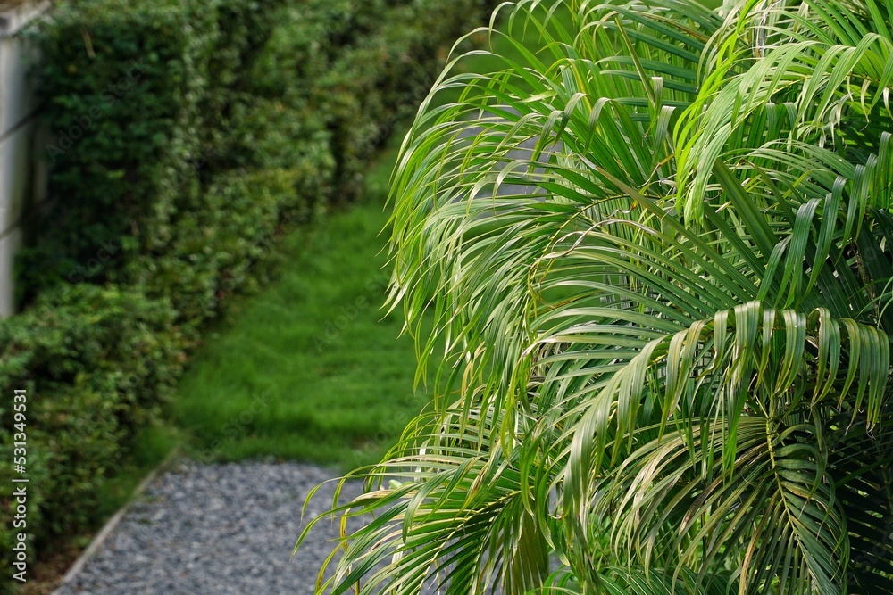 grass in the garden grass in the garden