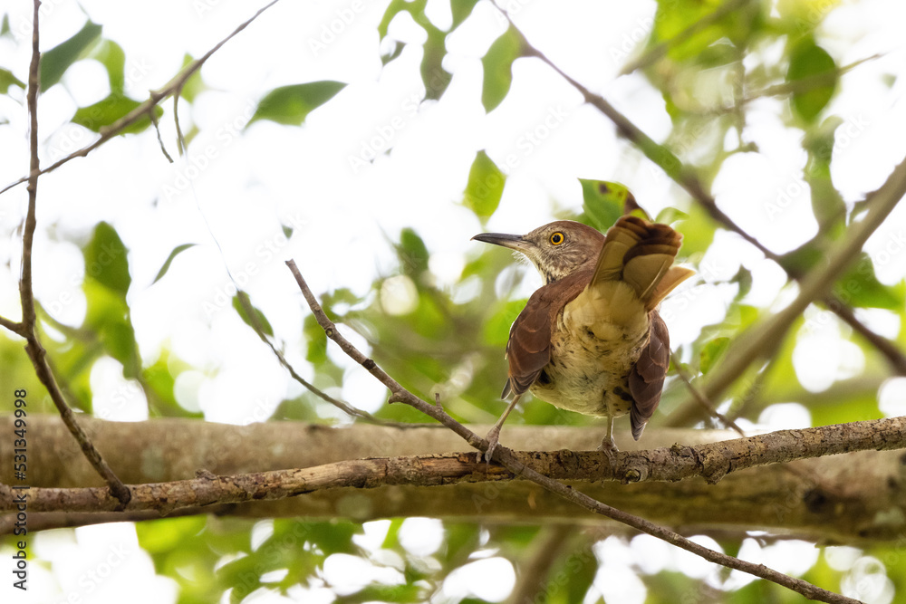 A brown thrasher (Toxostoma rufum) showing its butt and looking somewhere between sassy and offended in Sarasota, Florida