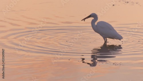 Morning fishing of The little egret (Egretta garzetta) on the lake. Tuzlovsky estuary (Odessa region, Ukraine). photo