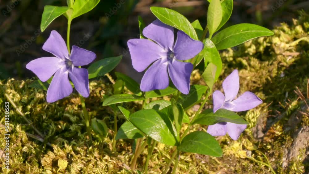 Periwinkle (vinca) is an evergreen plant, one of the symbols of Ukraine