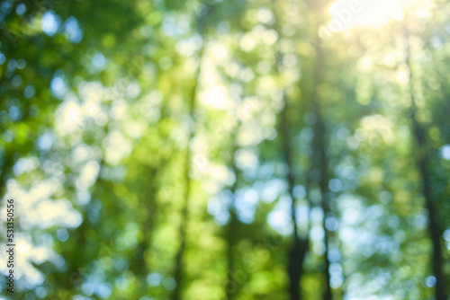 green nature blur bokeh background