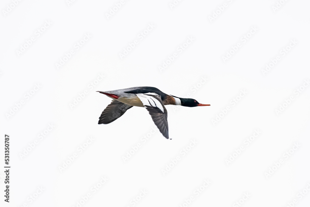 Obraz premium ウミアイサ雄飛翔(Red-breasted merganser)
