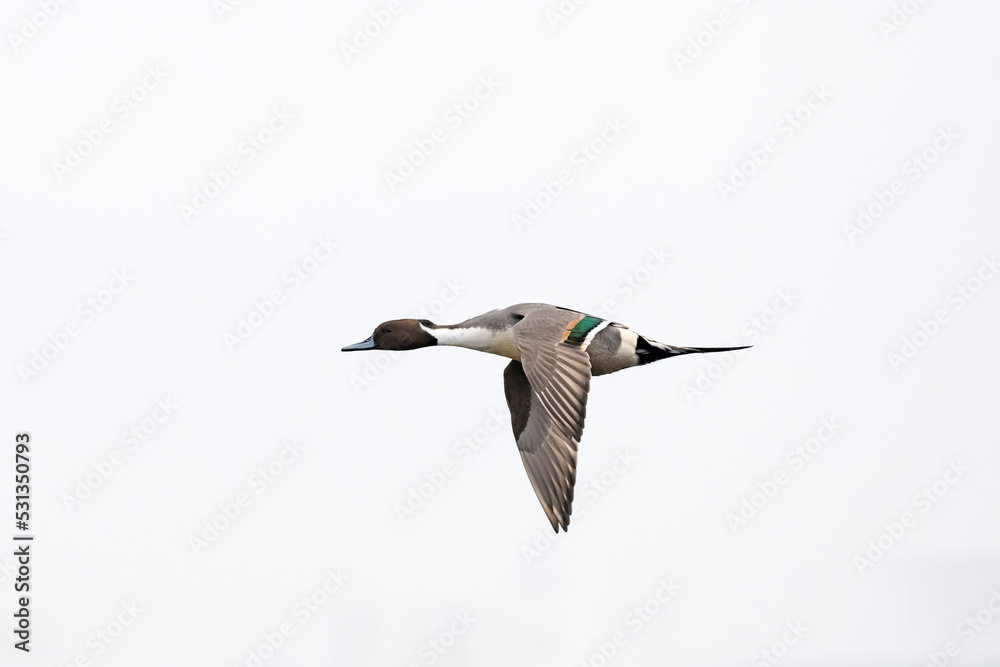 Obraz premium オナガガモ雄飛翔(Northern Pintail)