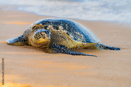 Honu or Green Sea Turtle on Alii beach in Haliewa Oahu Hawaii