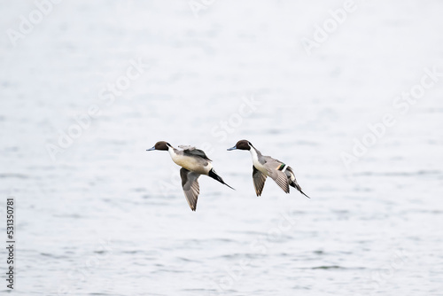 オナガガモ飛翔(Northern Pintail)