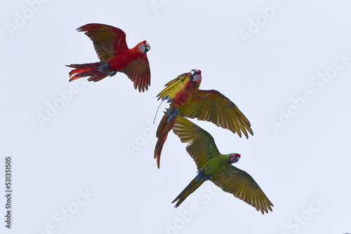 Macaw bird ( ara macao) in flight