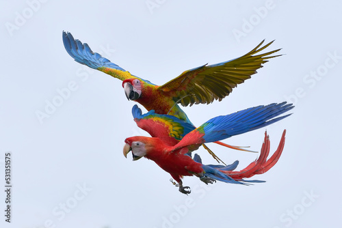 Macaw bird ( ara macao) in flight