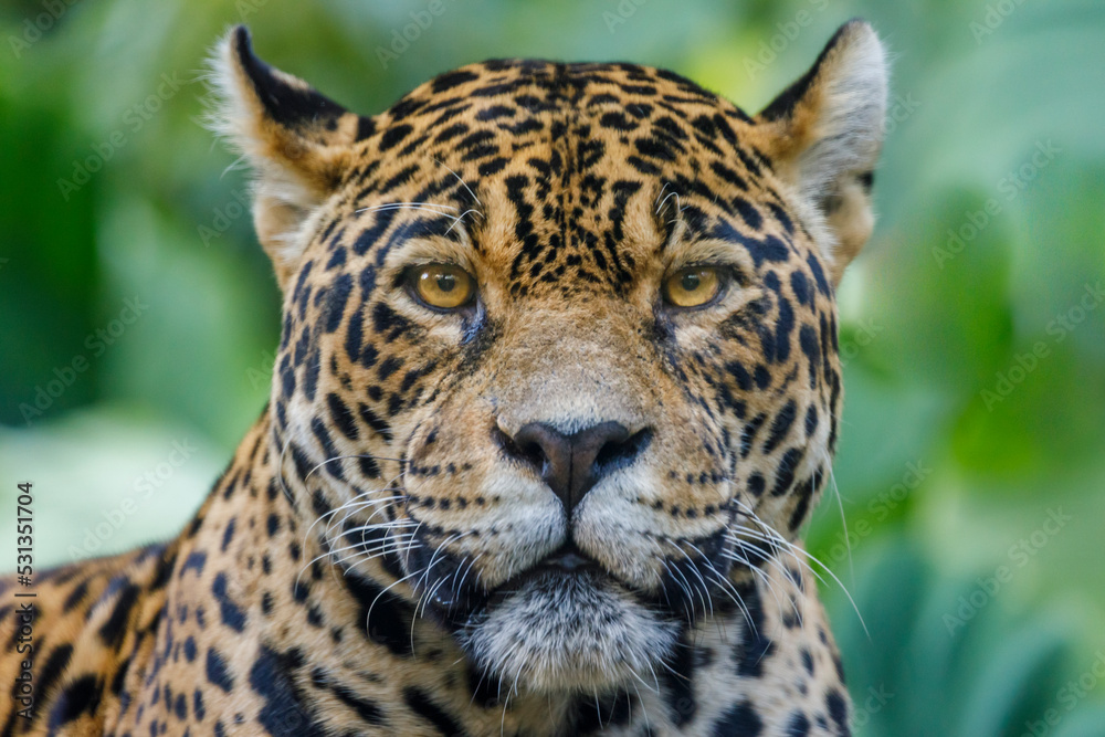 Obraz premium Jaguar Panthera onca, majestic feline looking at camera in Pantanal, Brazil