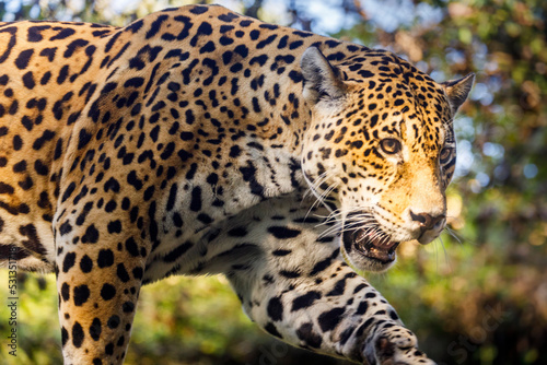 Jaguar Panthera onca majestic feline, hunting in Pantanal, Brazil © Aide