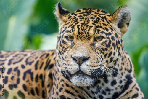 Jaguar Panthera onca, majestic feline looking at camera in Pantanal, Brazil © Aide