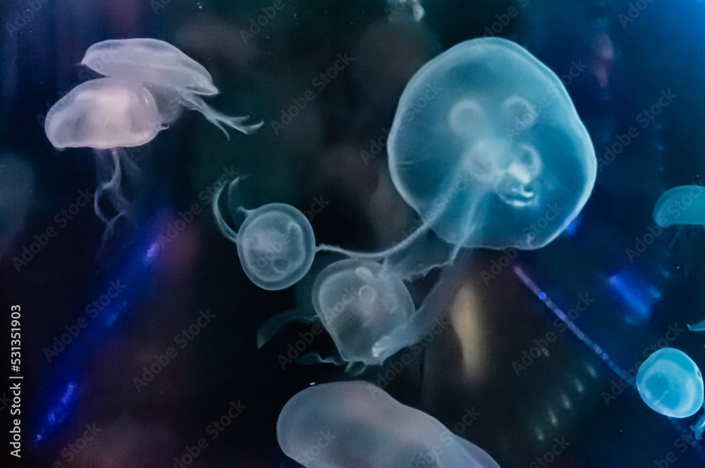 Fototapeta premium 日本近海生息 ミズクラゲ