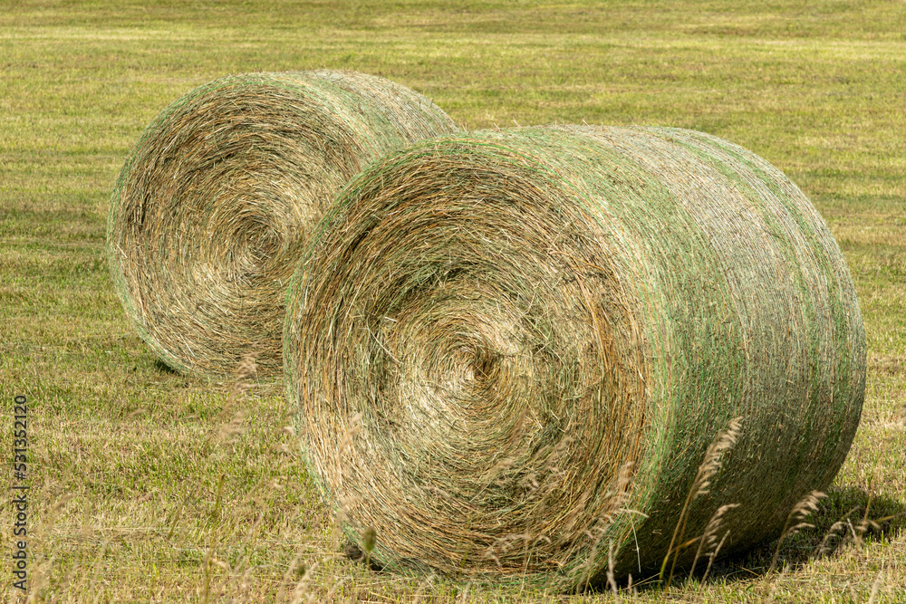 Two Round Bales of Hay in a Meadow