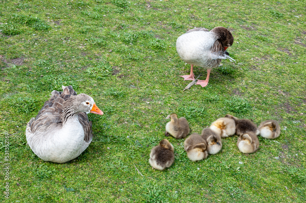 Little geese (anser anser) and their parents on the grass Little geese (anser anser) and their parents on the grass