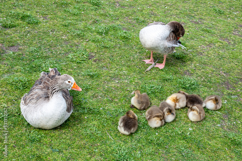 Little geese (anser anser) and their parents on the grass