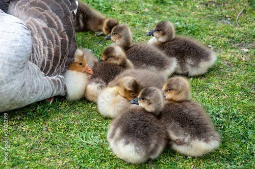 Little geese (anser anser) looking for the protection of their mother © phjacky65