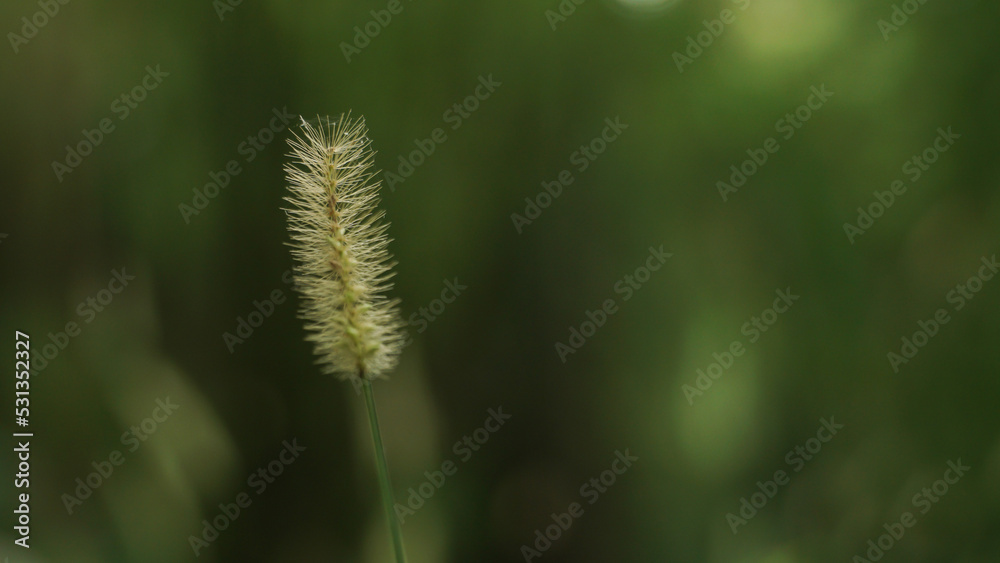 Beautiful wild grasses usually occur in the rainy season. Beautiful wild grasses usually occur in the rainy season.