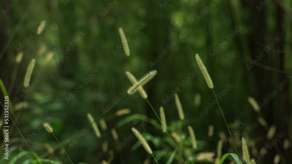 Beautiful wild grasses usually occur in the rainy season.
