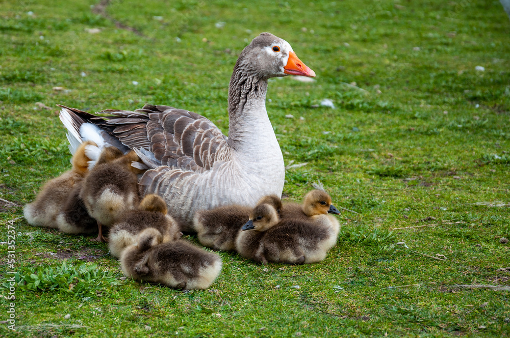 Little geese (anser anser) and their mother on the grass