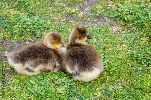 Two little geese (anser anser) on the grass © phjacky65
