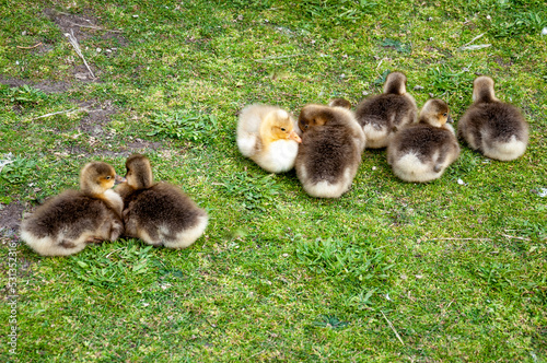 Little geese (anser anser) on the grass © phjacky65