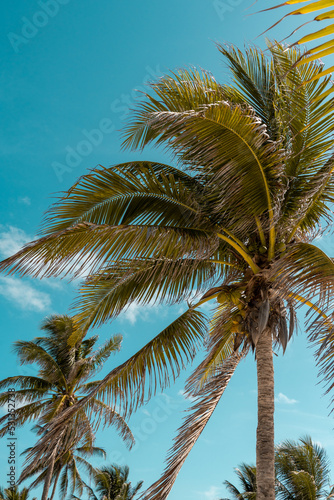 Beautiful palm trees on the beach of tulum, the magical caribbean