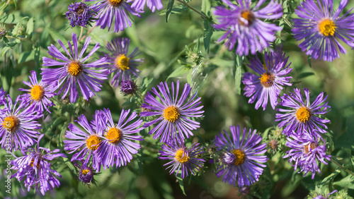 symphyotrichum novi-belgii or purple asters close up