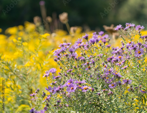 yellow (Solidago nemoralis) and violet (Symphyotrichum novi-belgii) wildflowers in the park 