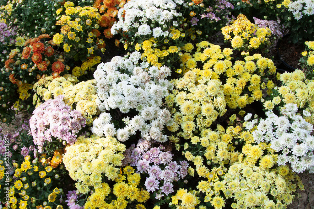 chrysanthemum, a variety of beautiful colors that farmers grow for sale to people who love trees and nature to decorate the house in the garden beautifully chrysanthemum, a variety of beautiful colors that farmers grow for sale to people who love trees and nature to decorate the house in the garden beautifully
