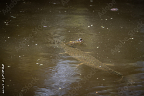 Turtle vs Garfish
