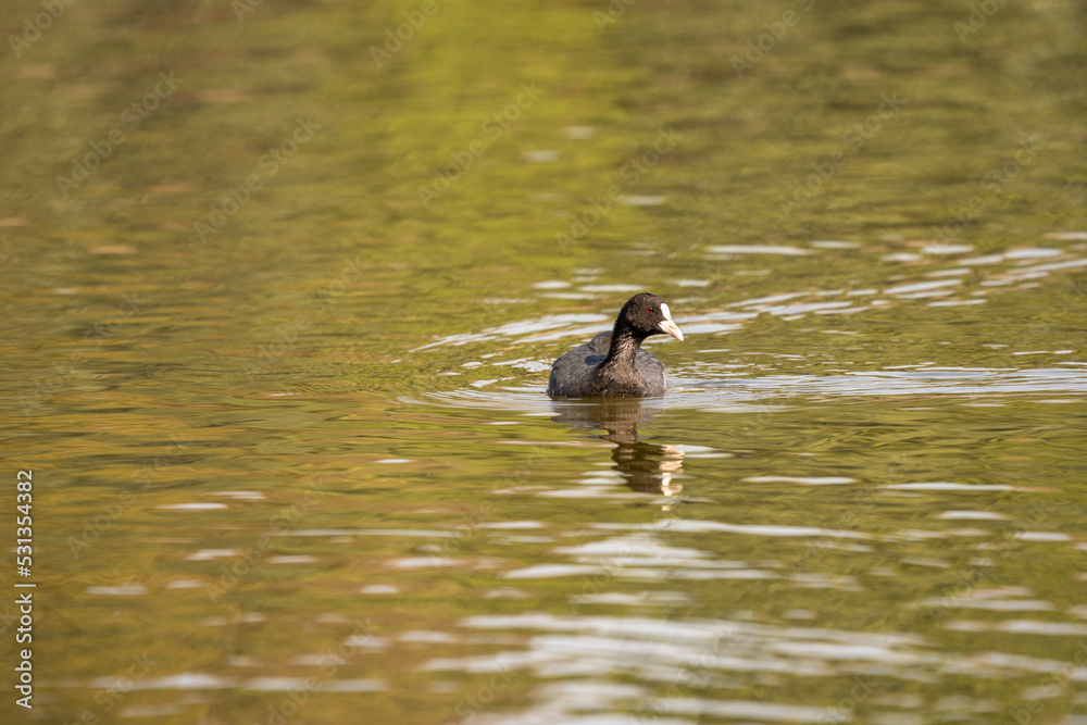 Coot Swimming in Lake