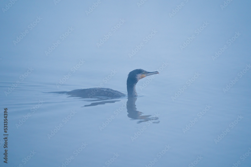 Great Cormorant in Fog Great Cormorant in Fog