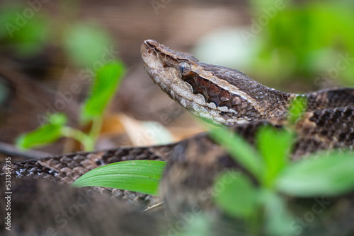 A brown malayan pit viper calloselasma rhodostoma or known as ular ranjau darat or gibug camouflaging on the ground 