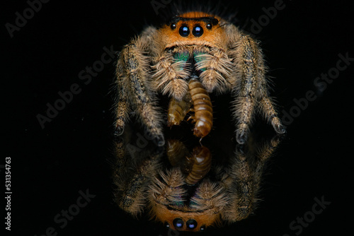Foto Regal jumper phidippus regius eating worm with reflection and black background
