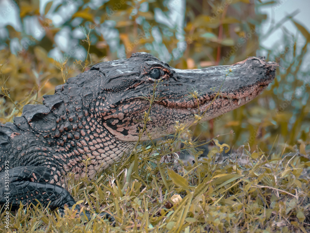 Fototapeta premium Alligator