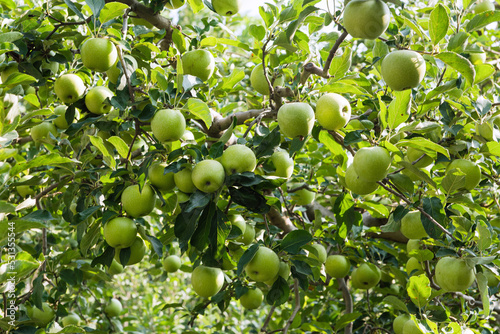 Ripe green apples on apple tree branch. 
