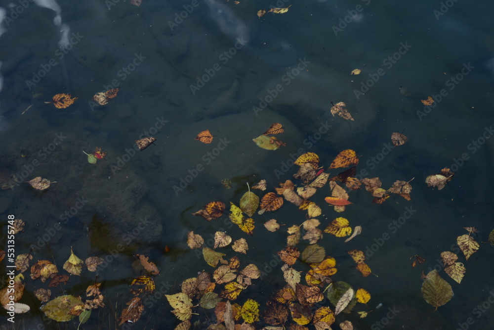autumn leaves on the water autumn leaves on the water