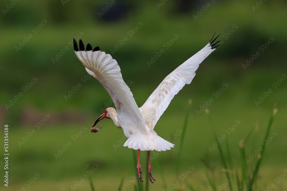 Fototapeta premium Ibis with crawfish