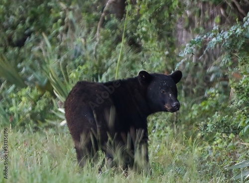 фотография Louisiana Black Bear