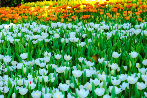 Colorful tulip flower in winter garden outdoor park