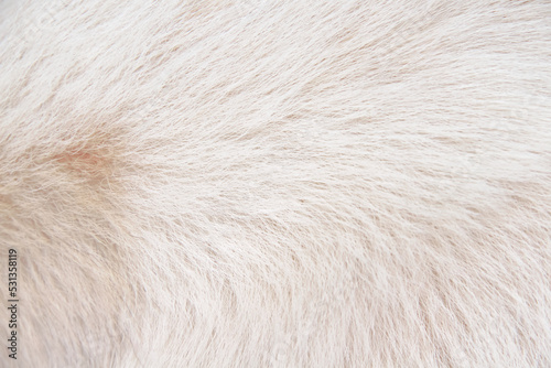 Fur dog smooth texture , light white brown animal skin background