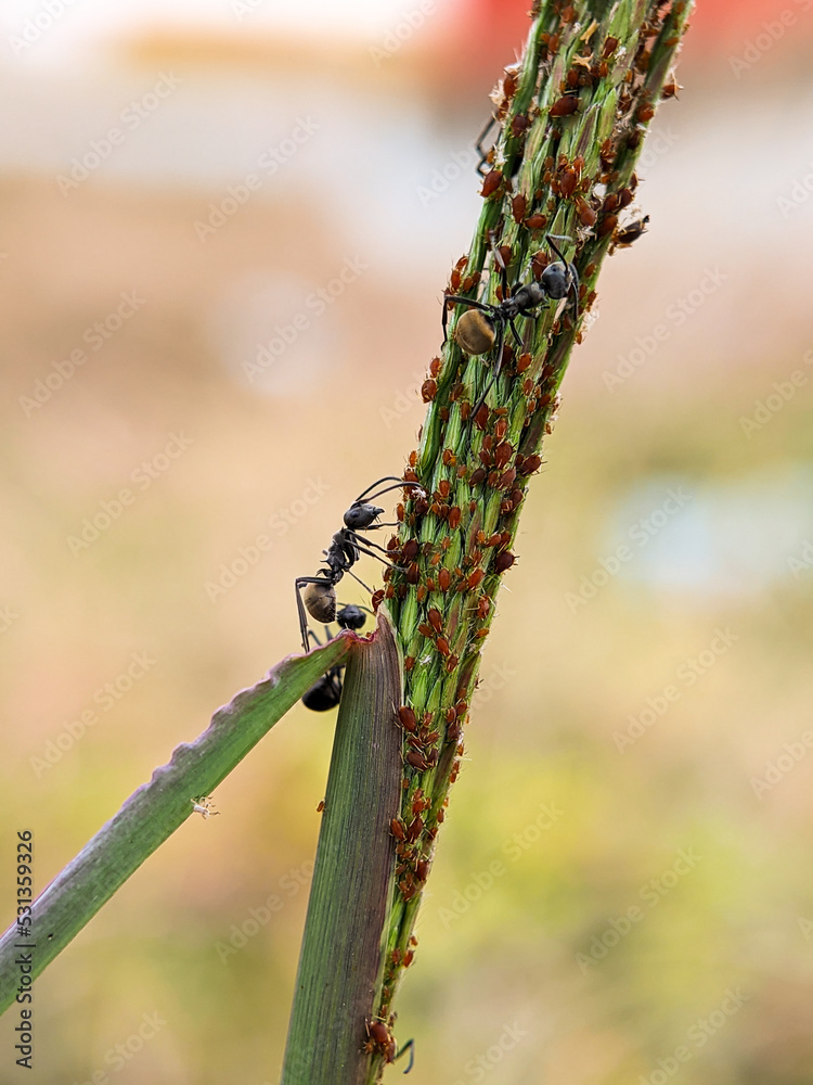 close-up of black ants guarding their eggs in the grass