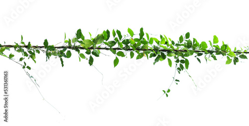 The vine with green leaves twisted separately on a white background.