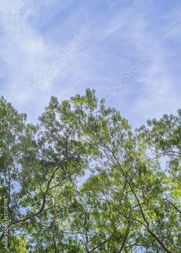 Green and Yellow Leaves and Brown Tree Branches under Blue Sky with Cirrus Clouds.