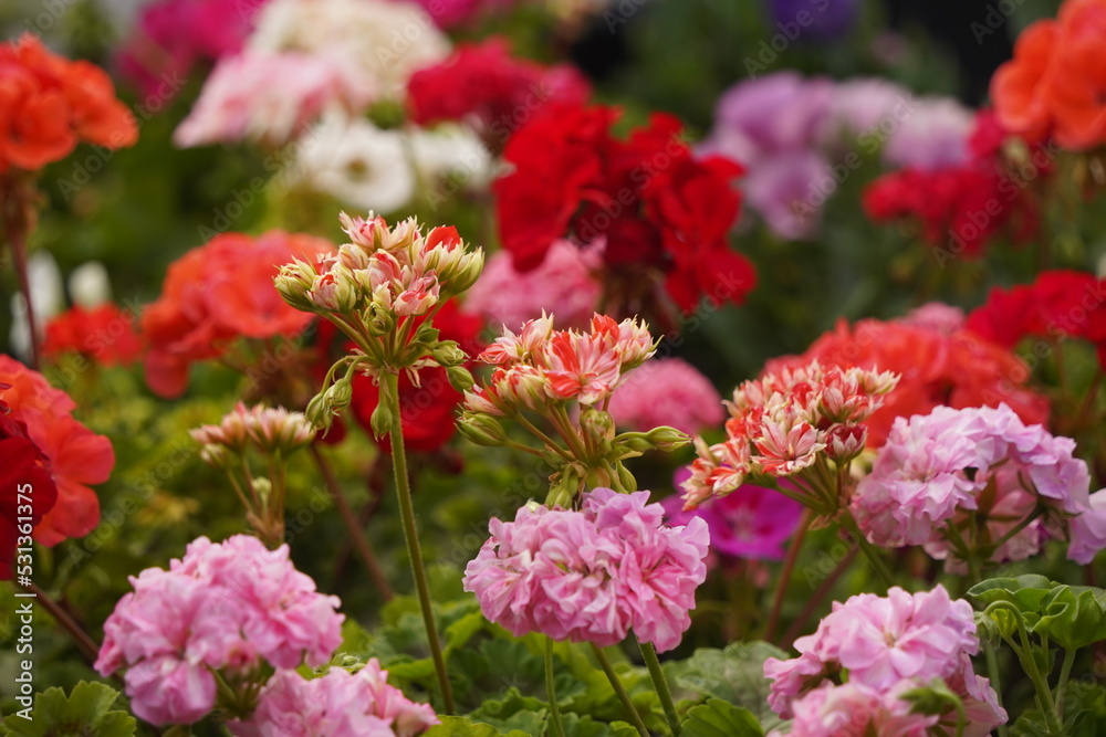 Bright garden plants of different varieties at the exhibition-sale. Bright garden plants of different varieties at the exhibition-sale.