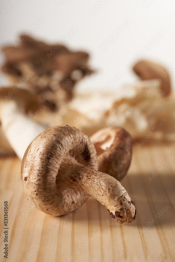 きのこ　イメージ