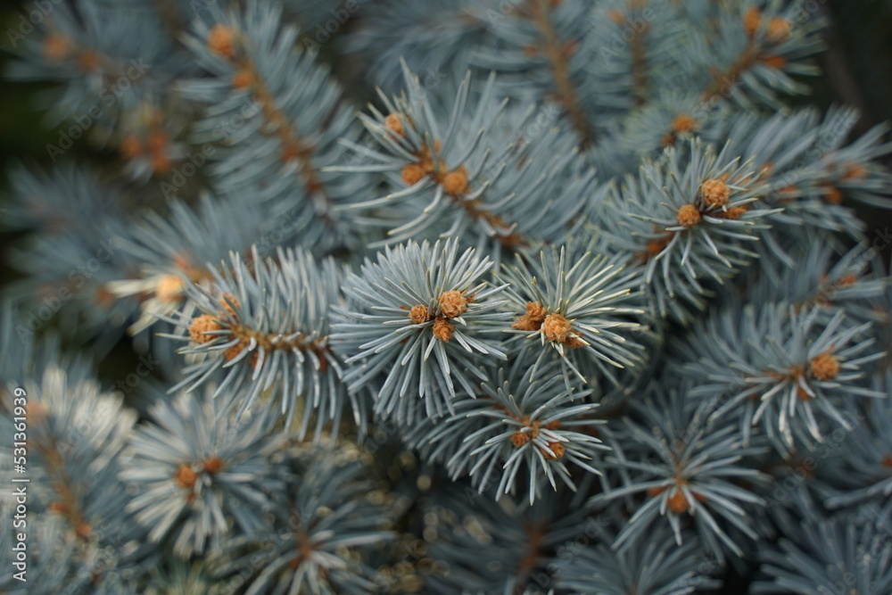 Spruce plants on sale at the exhibition.