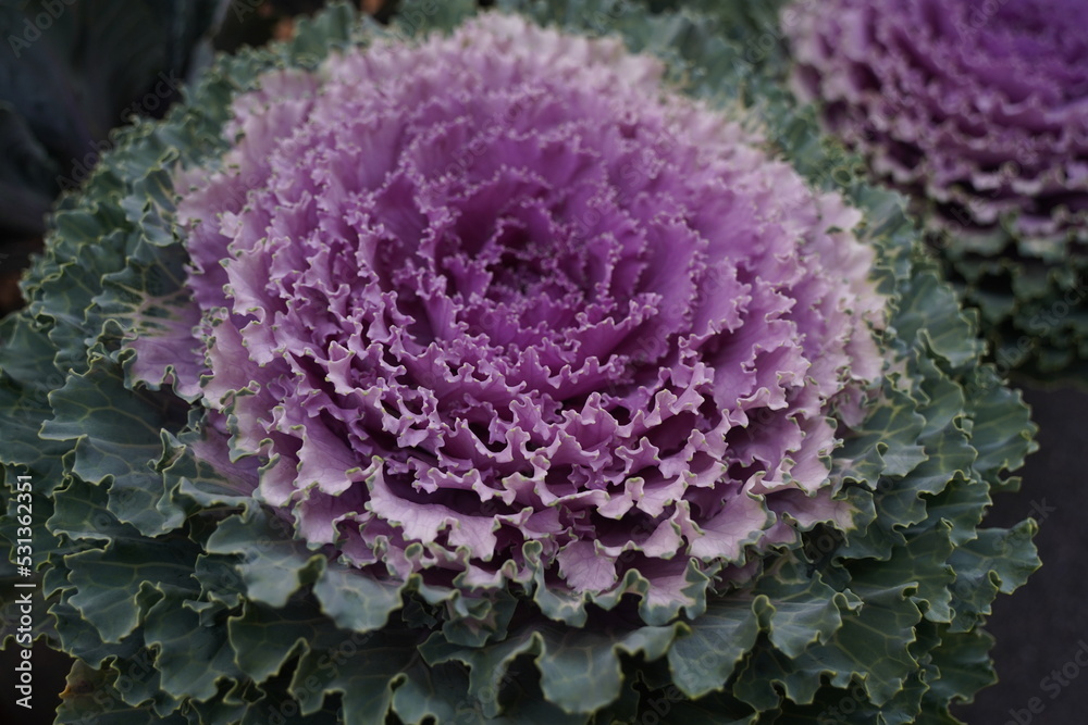 A variety of ornamental cabbage blooming in winter.