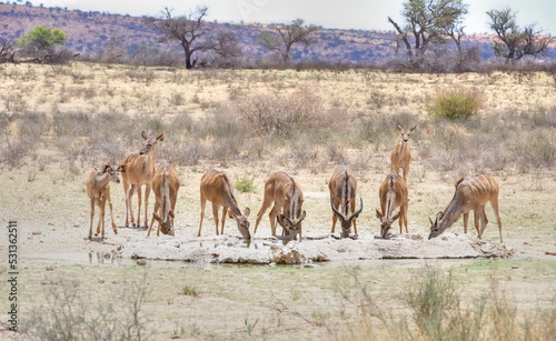 KUDU (Tragelaphus strepsiceros) ) herd drinks at desert waterhole, kgalagadi, south africa