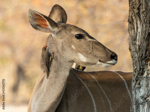 Ein Madenhacker säubert den Hals eines Kudu Weibchen photo
