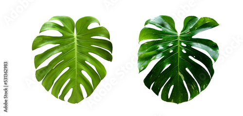 Isolated monstera deliciosa leaf with clipping paths.